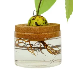 Avocado Anzuchthilfe Kork