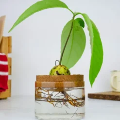 Avocado Anzuchthilfe Kork