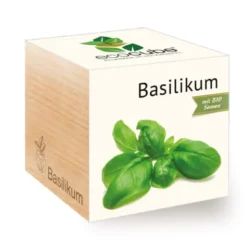 Basilikum ecocube, Pflanze im Holzwürfel