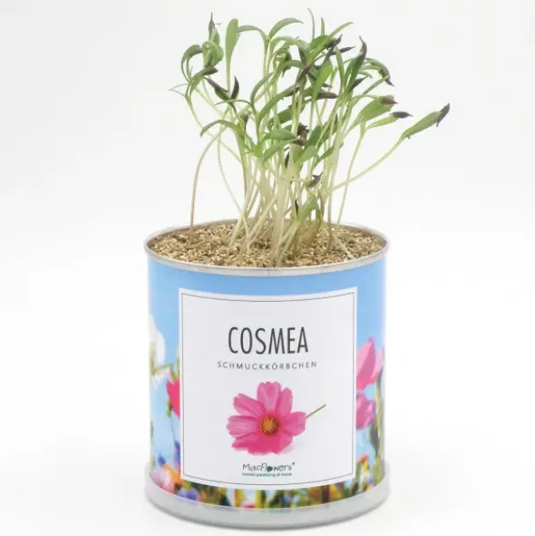Blumendose Cosmea - Schmuckkörbchen Pflanzset mit Samen