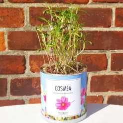 Blumendose Cosmea - Schmuckkörbchen Pflanzset mit Samen
