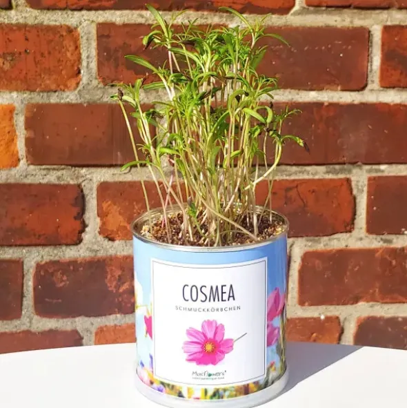 Blumendose Cosmea - Schmuckkörbchen Pflanzset mit Samen