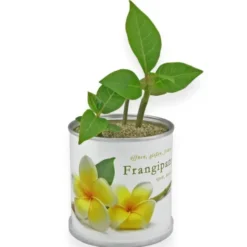 Blumendose Frangipani – Anzuchtset exotische Pflanze