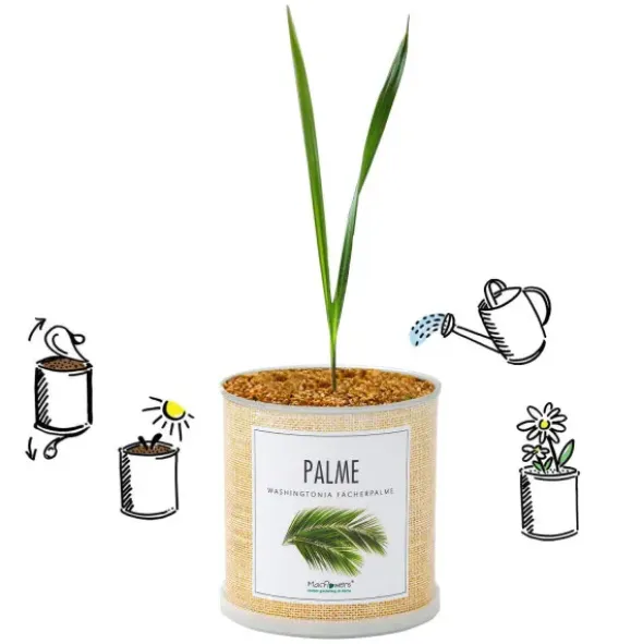 Blumendose Palme – Anzuchtset mit Trockengranulat & Samen