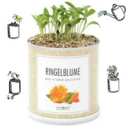 Blumendose Ringelblume – Anzuchtset zum Selberziehen