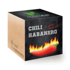 Chili Habanero ecocube, Pflanze im Holzwürfel