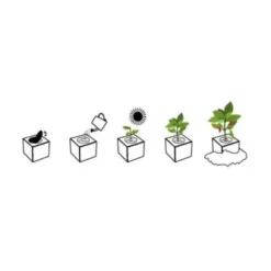 Chili Jalapeño ecocube, Pflanze im Holzwürfel