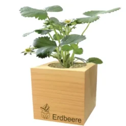 Erdbeere ecocube, Pflanze im Holzwürfel
