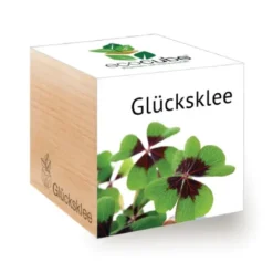 Glücksklee ecocube, Pflanze im Holzwürfel
