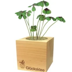 Glücksklee ecocube, Pflanze im Holzwürfel