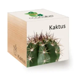 Kaktus ecocube, Pflanze im Holzwürfel