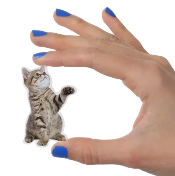 Katzen Magnete 12er-Set