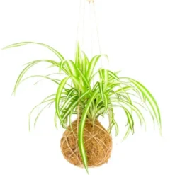 Kokedama DIY-Set