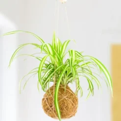 Kokedama DIY-Set