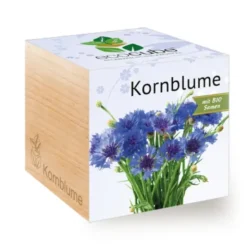 Kornblume ecocube, Pflanze im Holzwürfel
