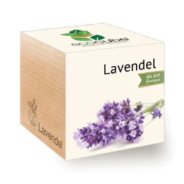 Lavendel ecocube, Pflanze im Holzwürfel
