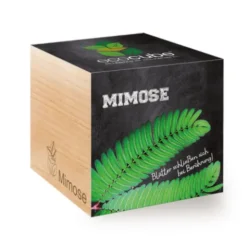 Mimose ecocube, Pflanze im Holzwürfel