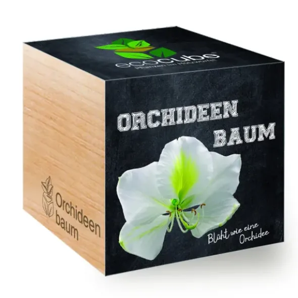 Orchideenbaum ecocube, Pflanze im Holzwürfel