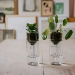 Pflanzgefäß selbstbewässernd aus Glas transparent - self watering bottle mit Wasserresservoir & Dochtbewässung