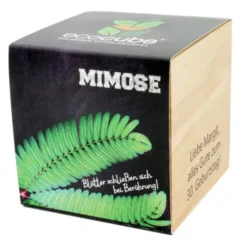 Pflanzwürfel Mimose mit persönlicher Gravur