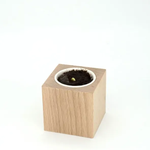 Pflanzwürfel VIEL GLÜCK - Sonnenblume im Holzwürfel