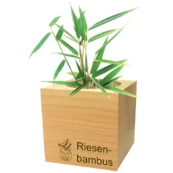 Riesenbambus ecocube, Pflanze im Holzwürfel