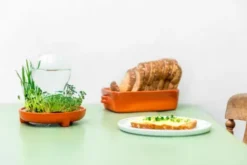 Saatgut Starter Set - PATELLA CRESCENDA, 6 gesunde Microgreens