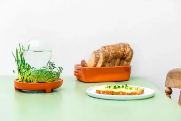 Saatgut Starter Set - PATELLA CRESCENDA, 6 gesunde Microgreens