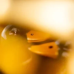 Salz- und Pfefferstreuer Ente SPICY DUCKS