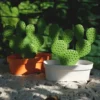 Schmuckständer mit Aufbewahrungsbehälter Kaktus - Caccessories Tray