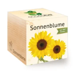 Sonnenblume ecocube, Pflanze im Holzwürfel