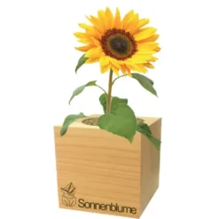 Sonnenblume ecocube, Pflanze im Holzwürfel
