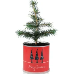 Tannenbaum aus der Dose – Weihnachtsbaum Pflanzset zum Anzüchten