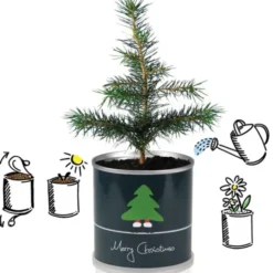 Tannenbaum aus der Dose – Weihnachtsbaum Pflanzset zum Anzüchten