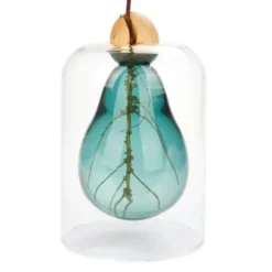 Vase für Avocadokern - Avocadozüchter Glas, selbstbewässernd