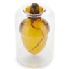 Vase für Eichel - Eichenbaum Anzucht Glas