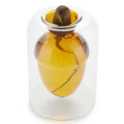 Vase für Eichel - Eichenbaum Anzucht Glas