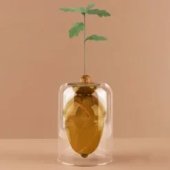 Vase für Eichel - Eichenbaum Anzucht Glas