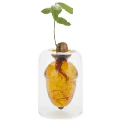Vase für Eichel - Eichenbaum Anzucht Glas