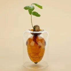 Vase für Eichel - Eichenbaum Anzucht Glas