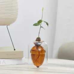 Vase für Eichel - Eichenbaum Anzucht Glas