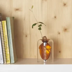 Vase für Eichel - Eichenbaum Anzucht Glas