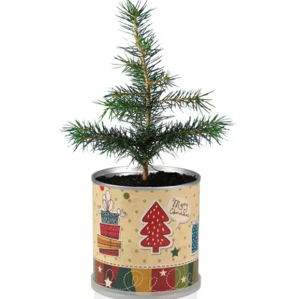 Weihnachtsbaum aus der Dose - Tannenbaum zum Selberziehen Merry Christmas