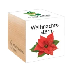 Weihnachtsstern ecocube, Pflanze im Holzwürfel