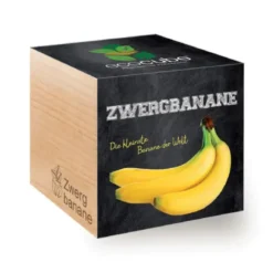 Zwergbanane ecocube, Pflanze im Holzwürfel